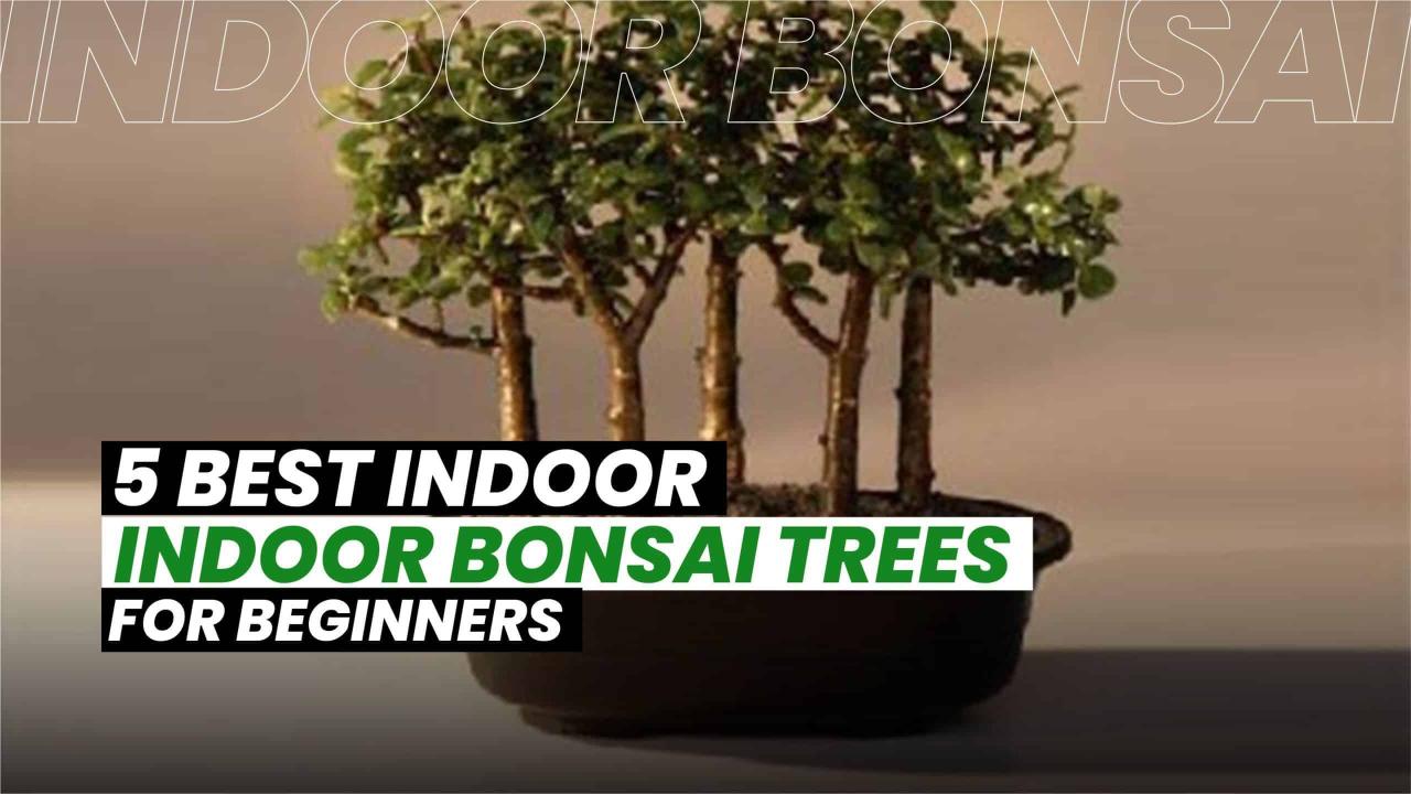 The Ultimate Bonsai Tree Care Checklist: Your Guide to Bonsai Success