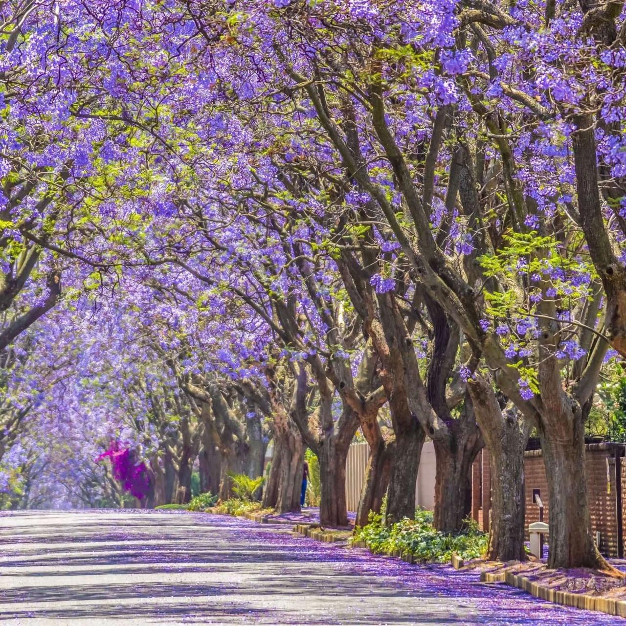 Discover the Beauty of Jacaranda Tree: How to Grow and Care for This Stunning Tree