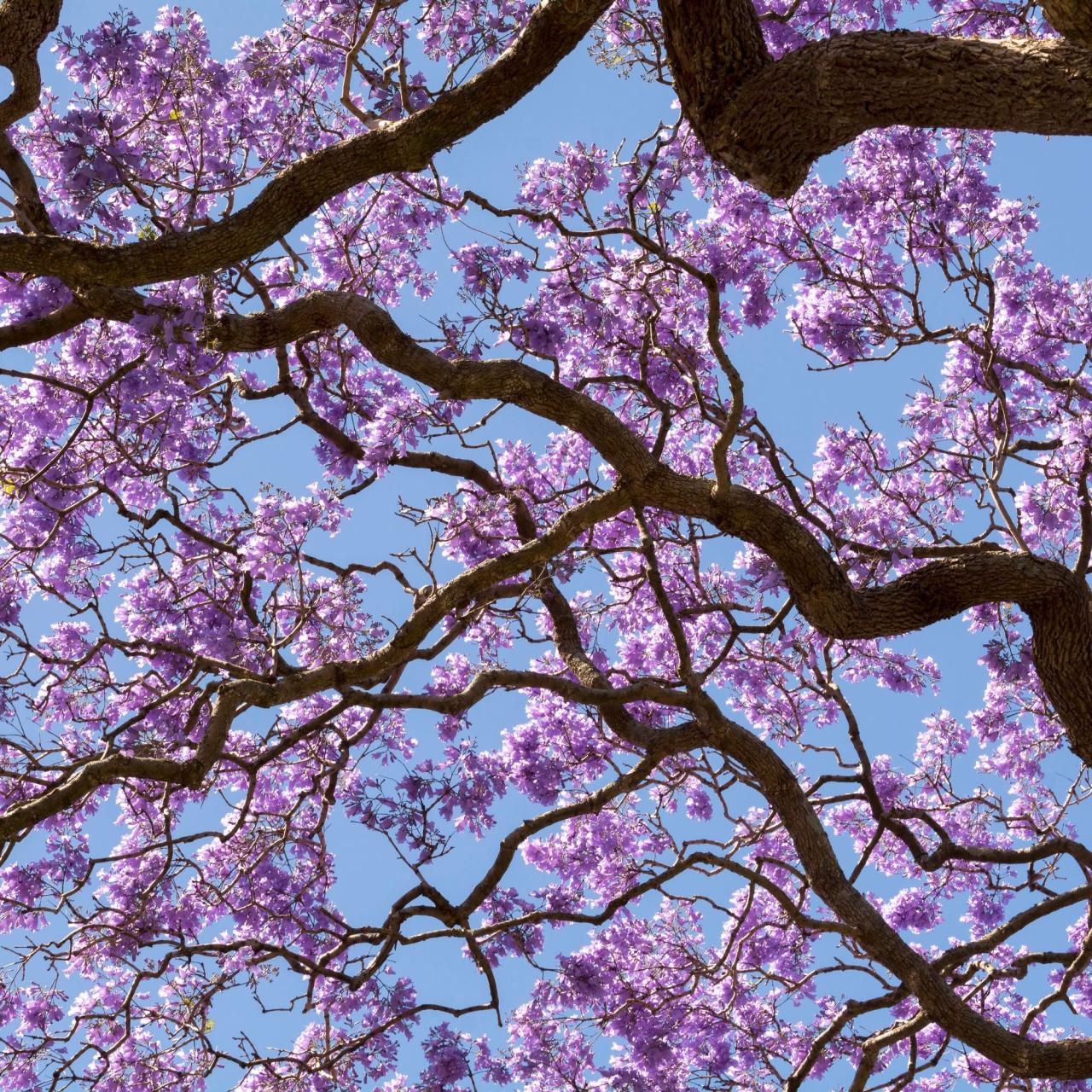 Discover the Beauty of Jacaranda Tree: How to Grow and Care for This Stunning Tree