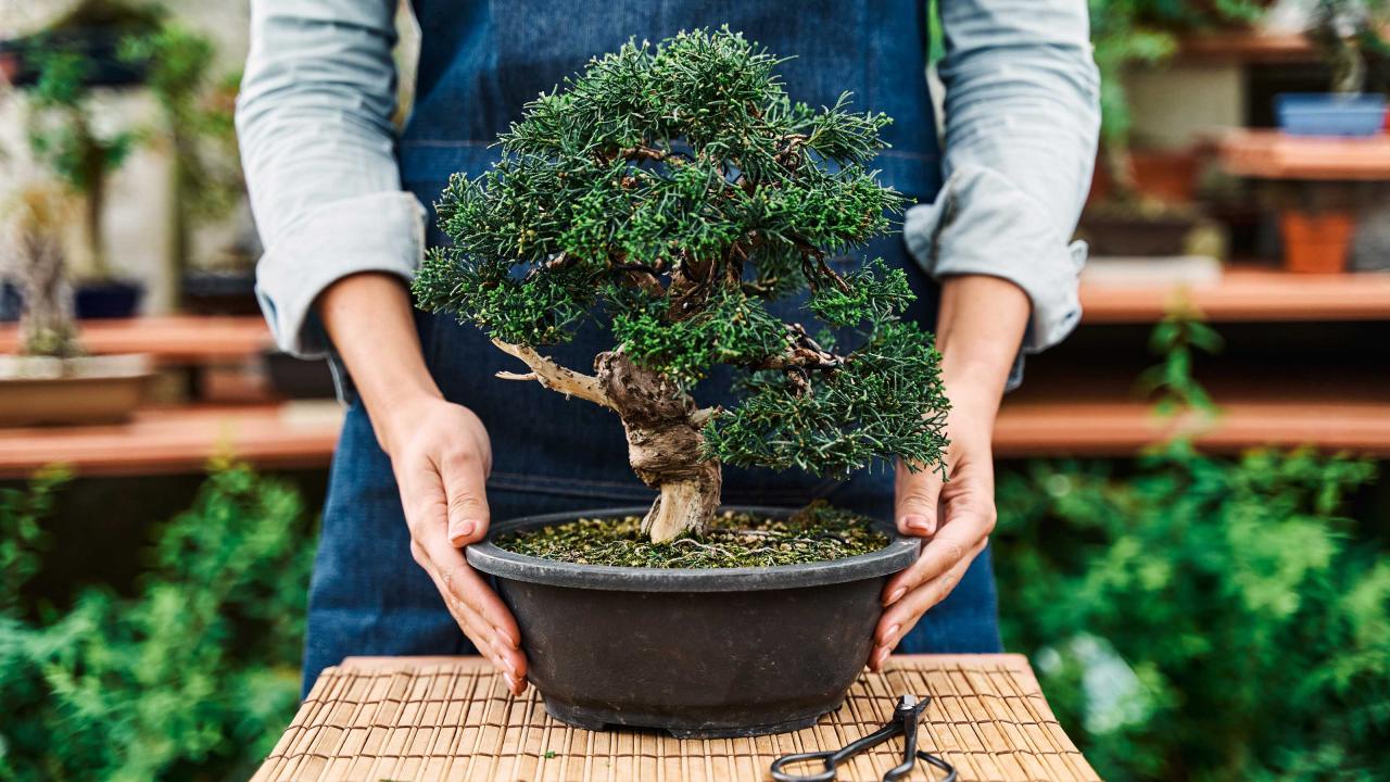 Bonsai Care Tips for Growing Strong and Healthy Trees