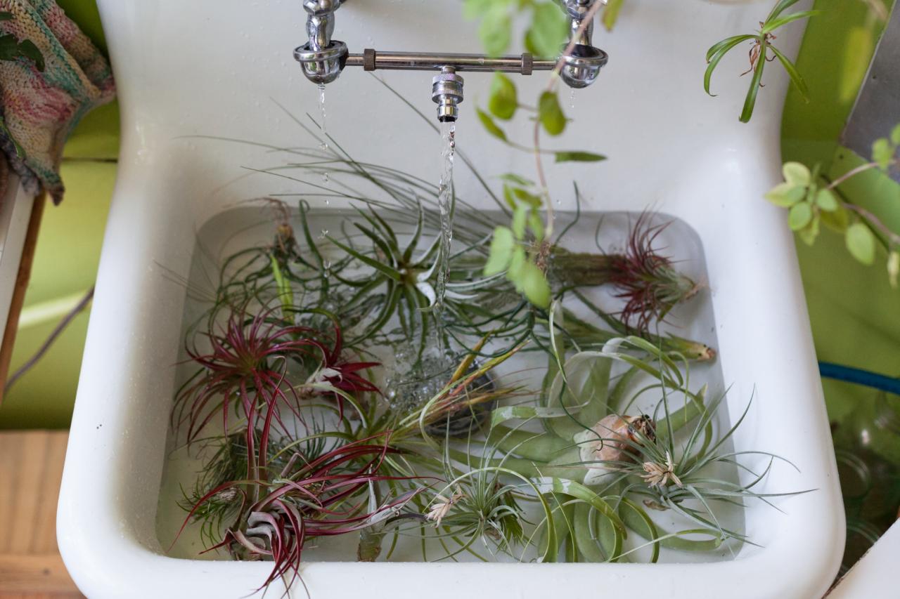 How to Keep Your Air Plants from Drying Out