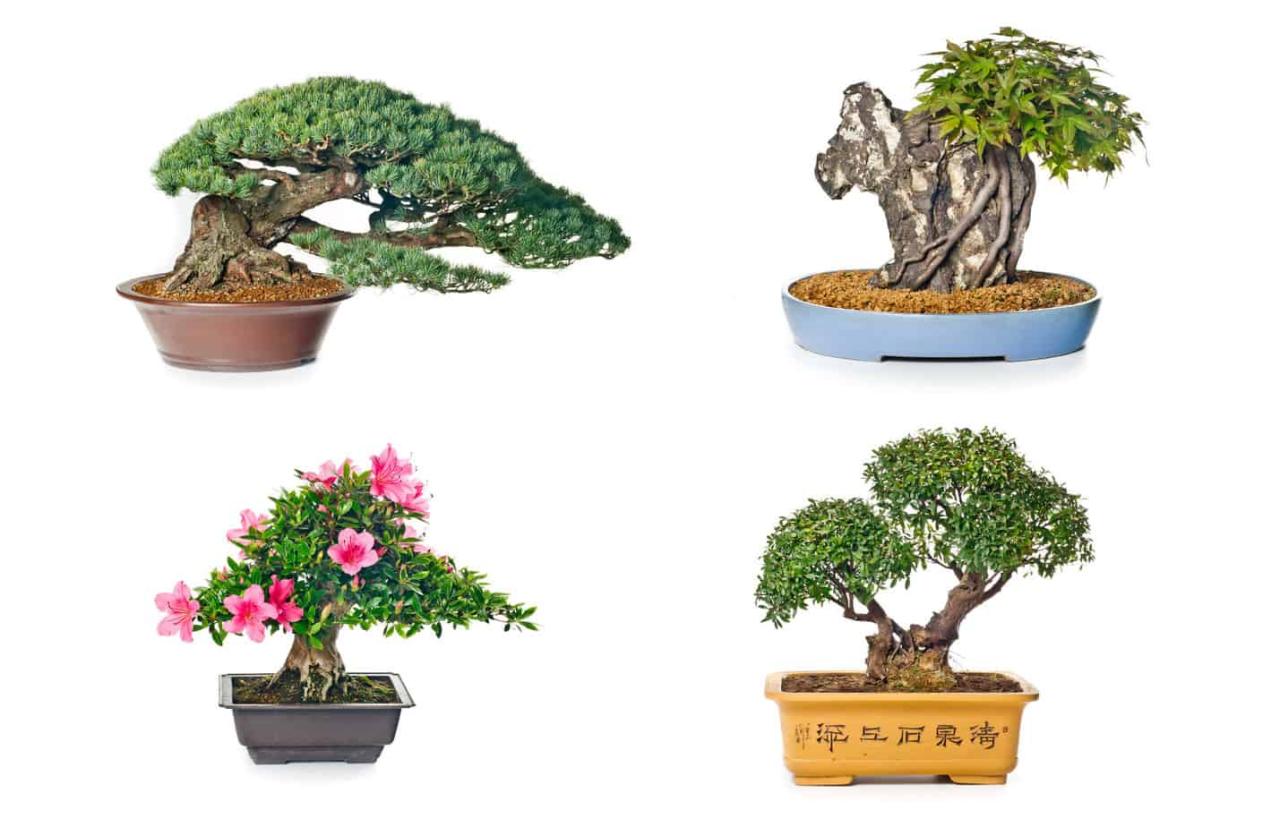 How to Pick the Best Bonsai Pot for Your Garden