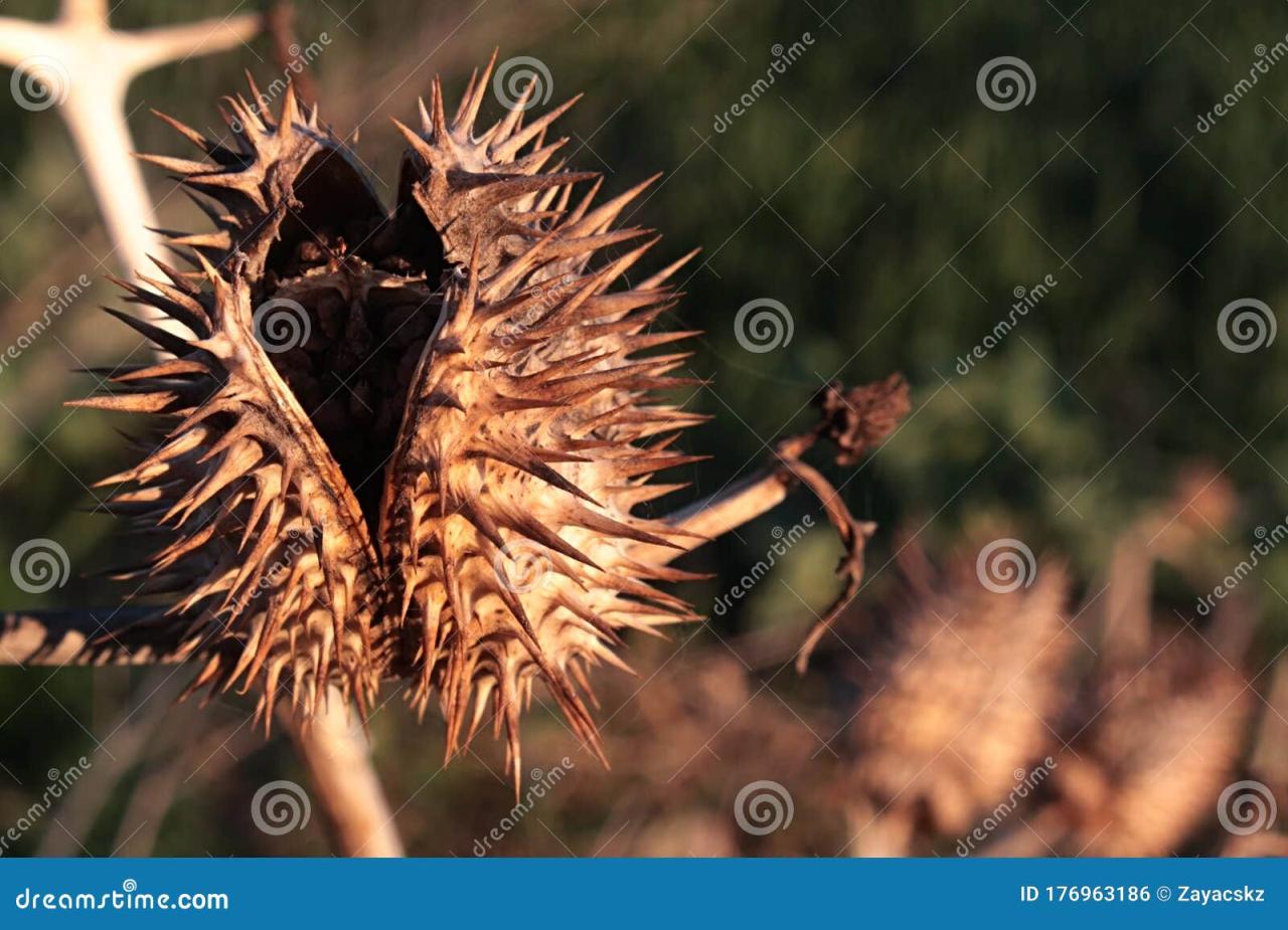 Why Spiky Seeds Are the Key to Natural Pest Defense