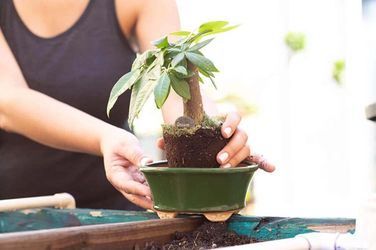 How to Choose a Bonsai Pot That Promotes Healthy Growth