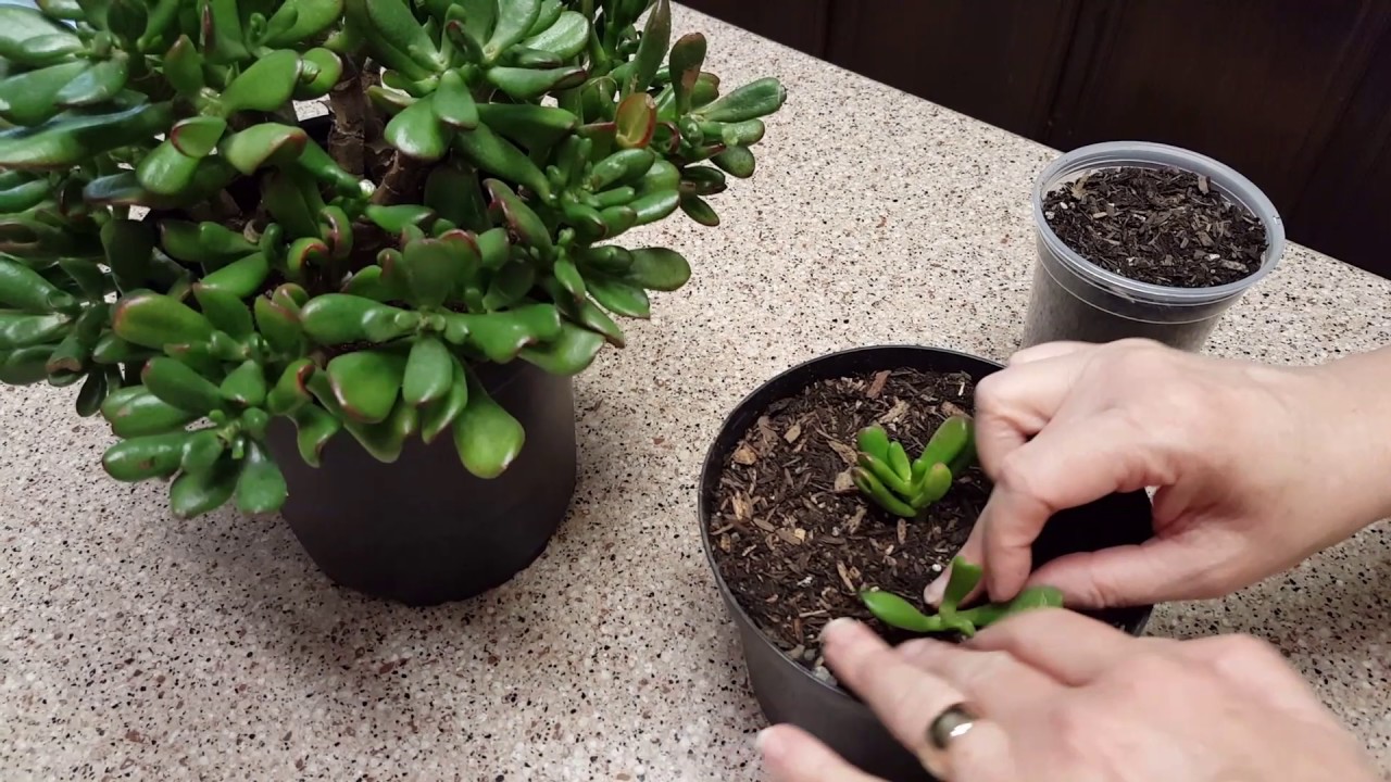 Propagate Jade Plants: Tips for Success