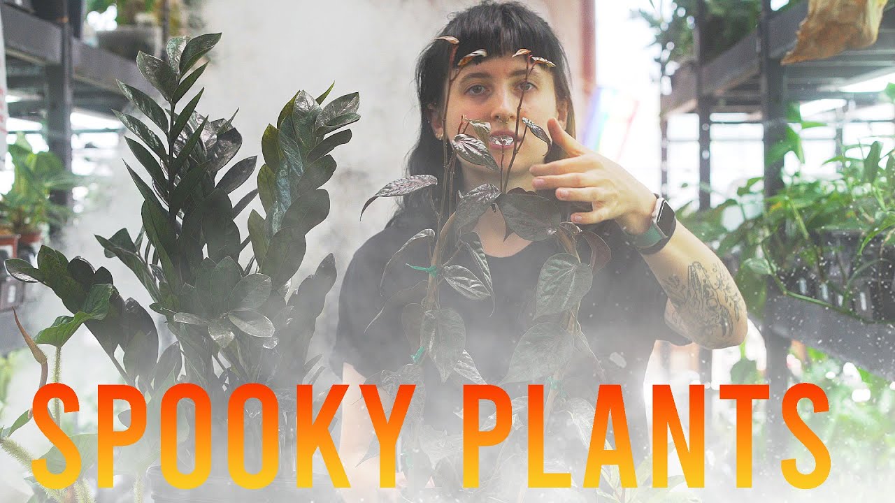 How to Decorate Your Halloween Party With Spooky Houseplants