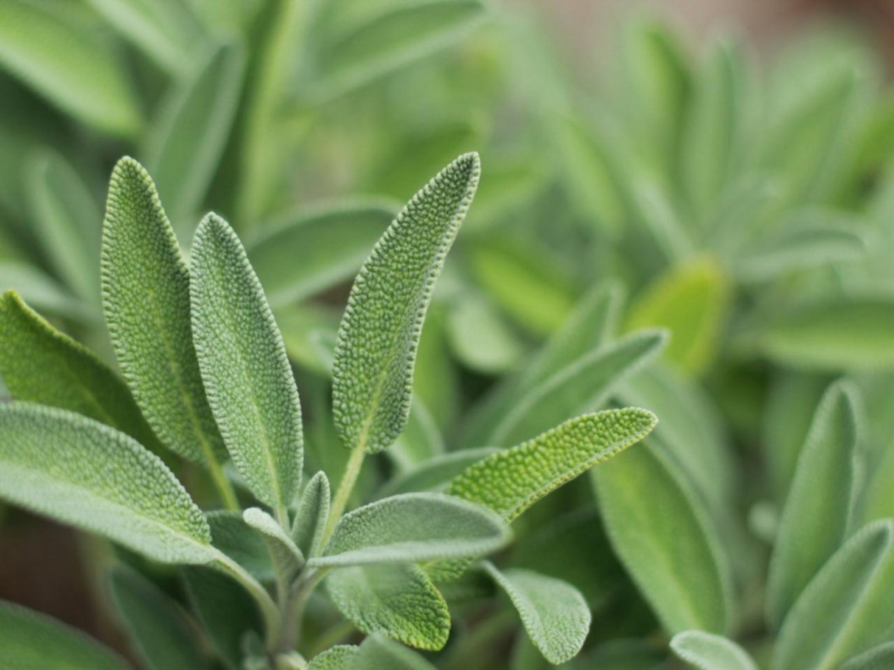 Propagate Sage: Grow Thriving, Flavorful Plants