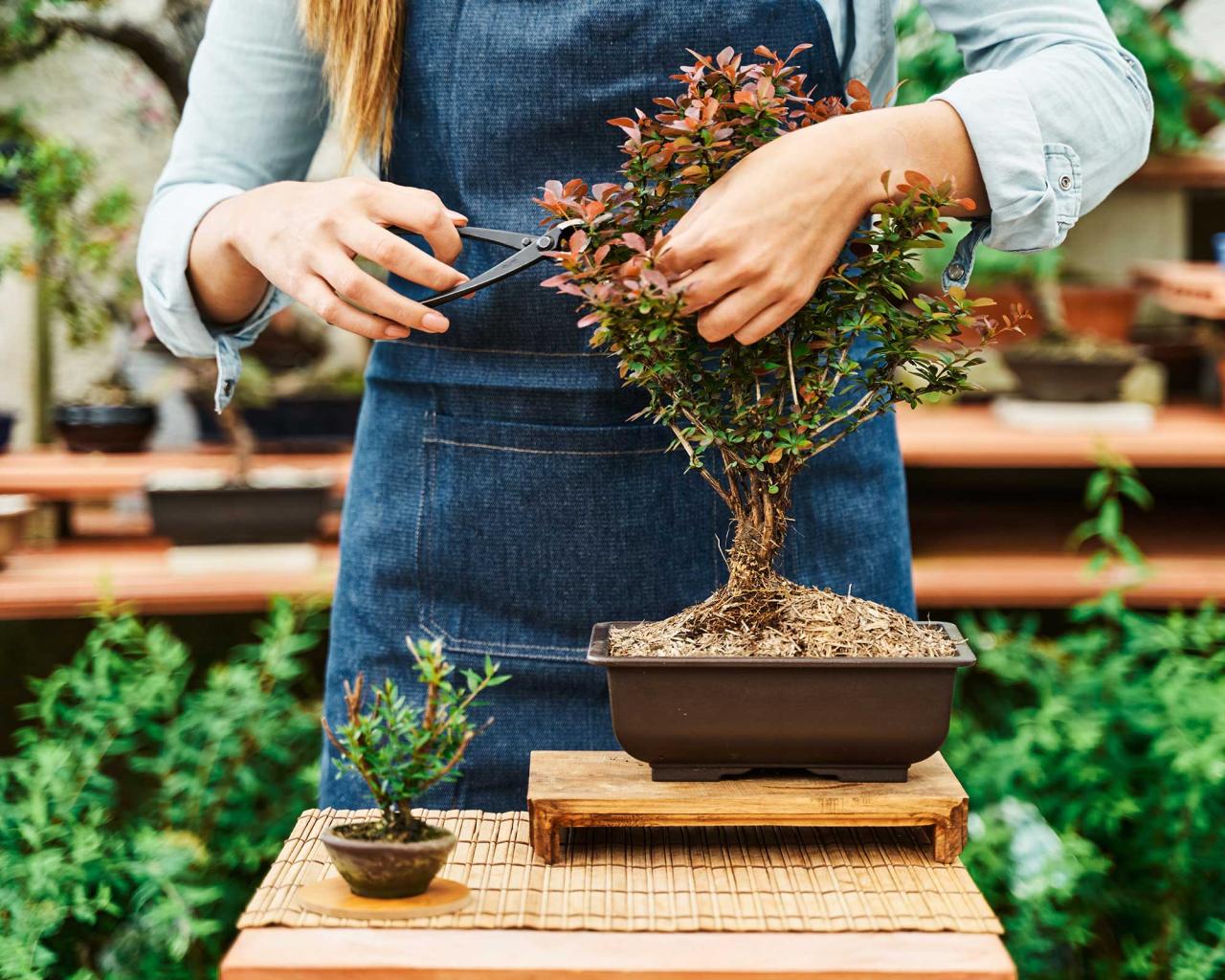 Bonsai Care Tips for Growing Strong and Healthy Trees